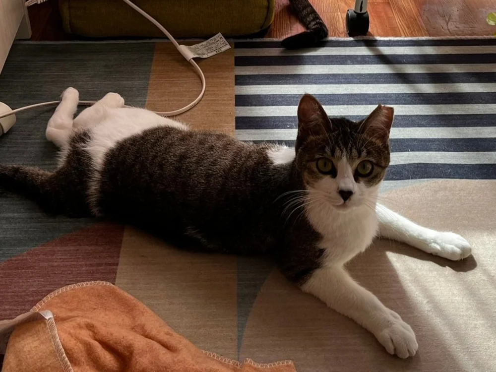 Current rescues — Japan Cat Network International