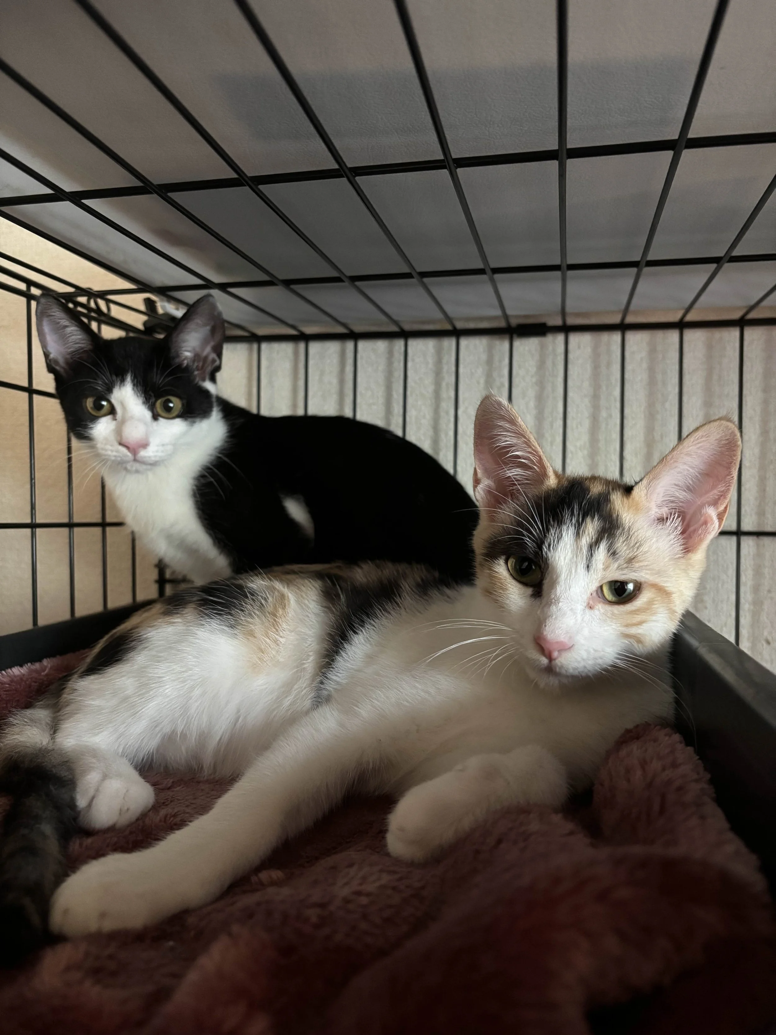billie and belle.jpg