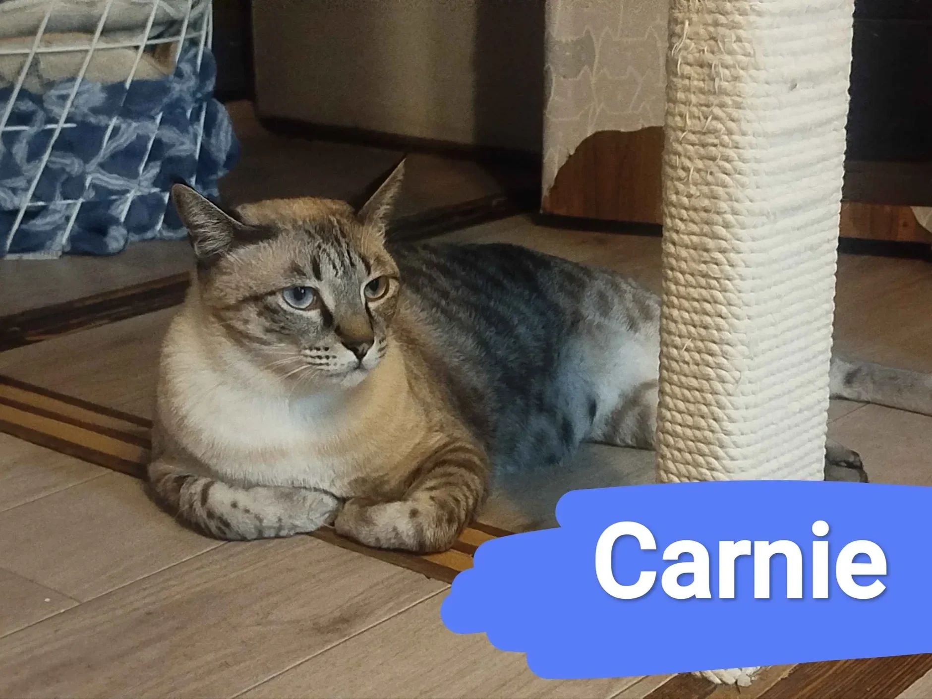 Carnie