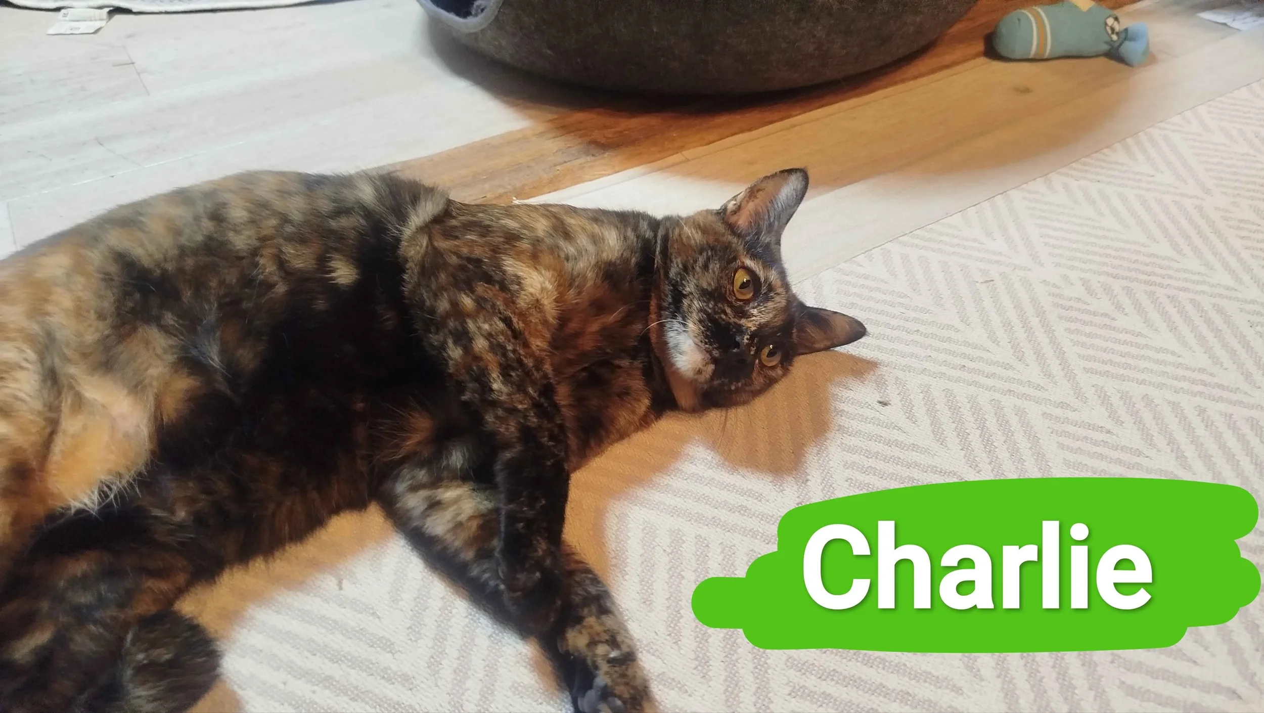 charlie2.webp