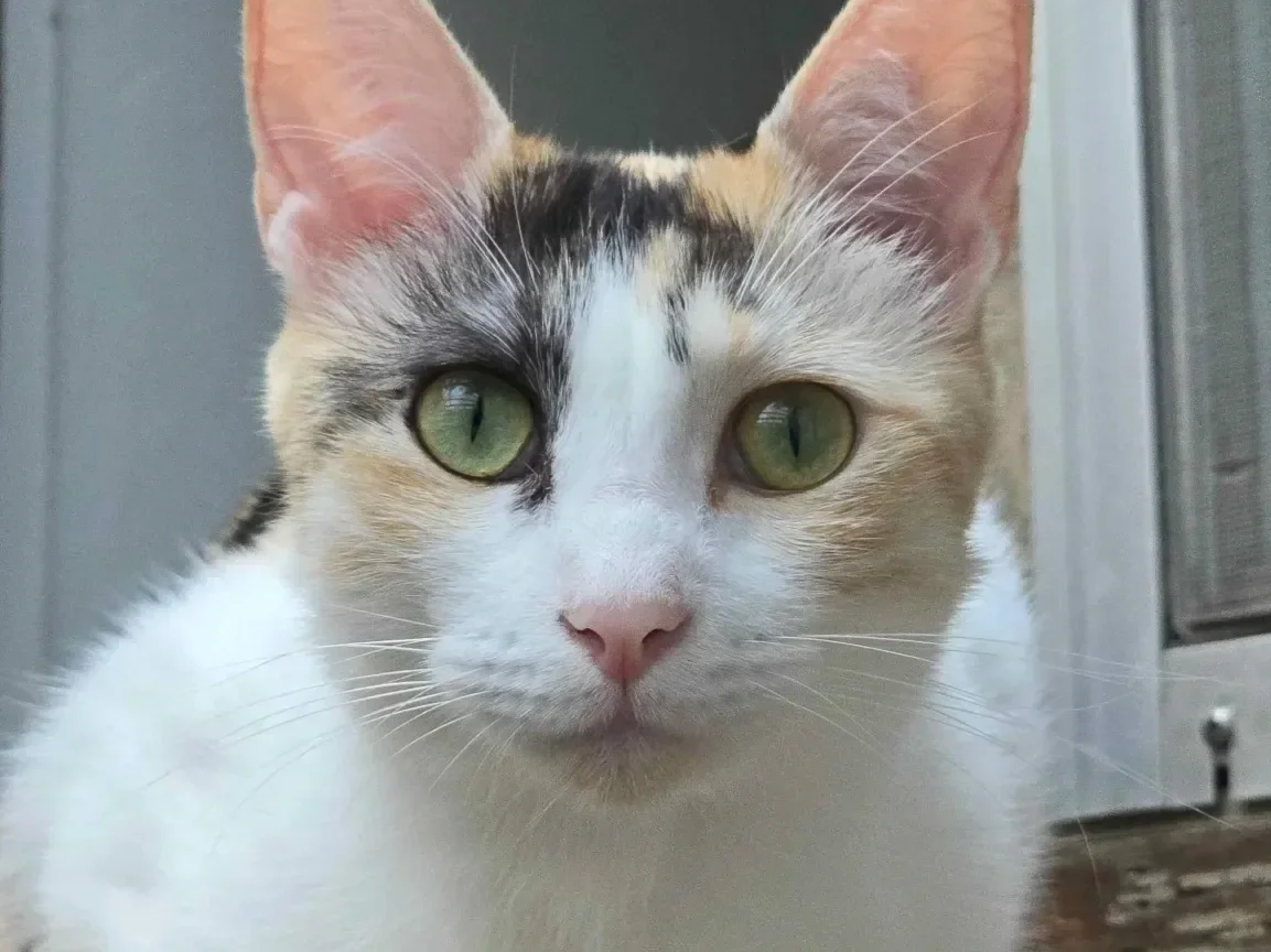 Belle