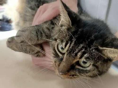 Ichigo, a rescue cat looking for a home