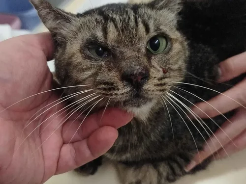 Daikon, a rescue cat looking for a home