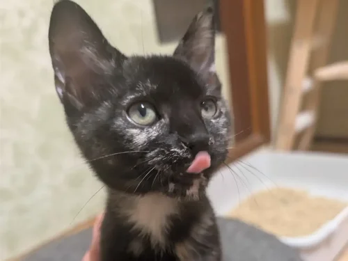 Kae, a rescue cat looking for a home
