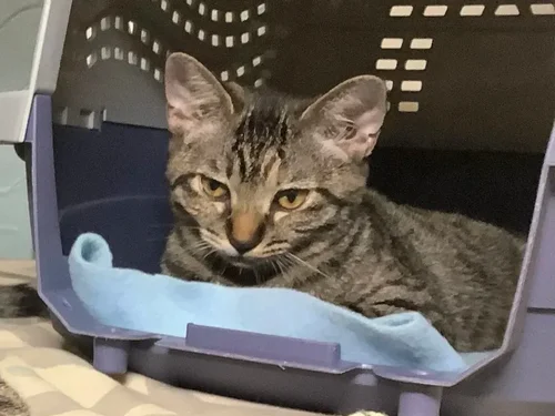 Lyra, a rescue cat looking for a home