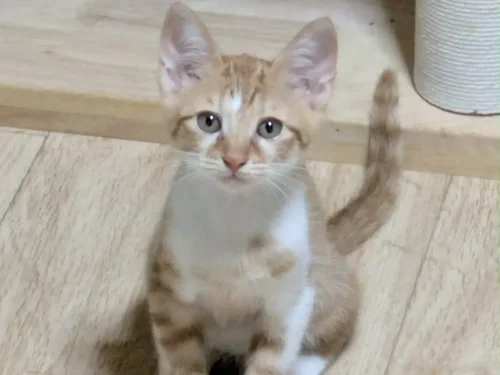 Flame, a rescue cat looking for a home