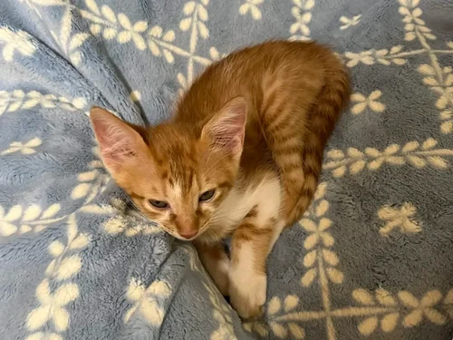 Mondo, a rescue cat looking for a home