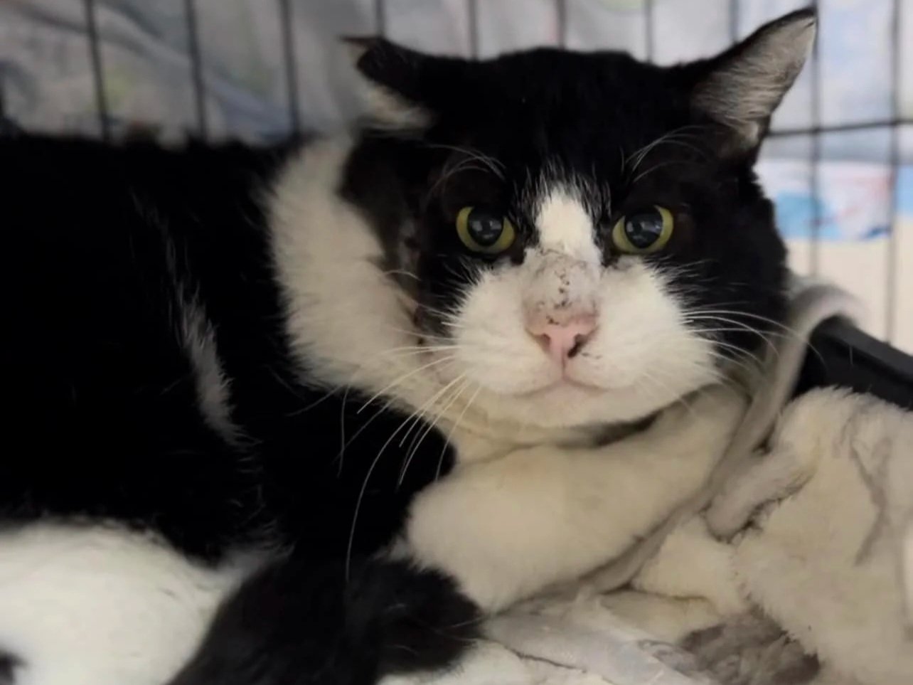 Importance of Animal Shelters