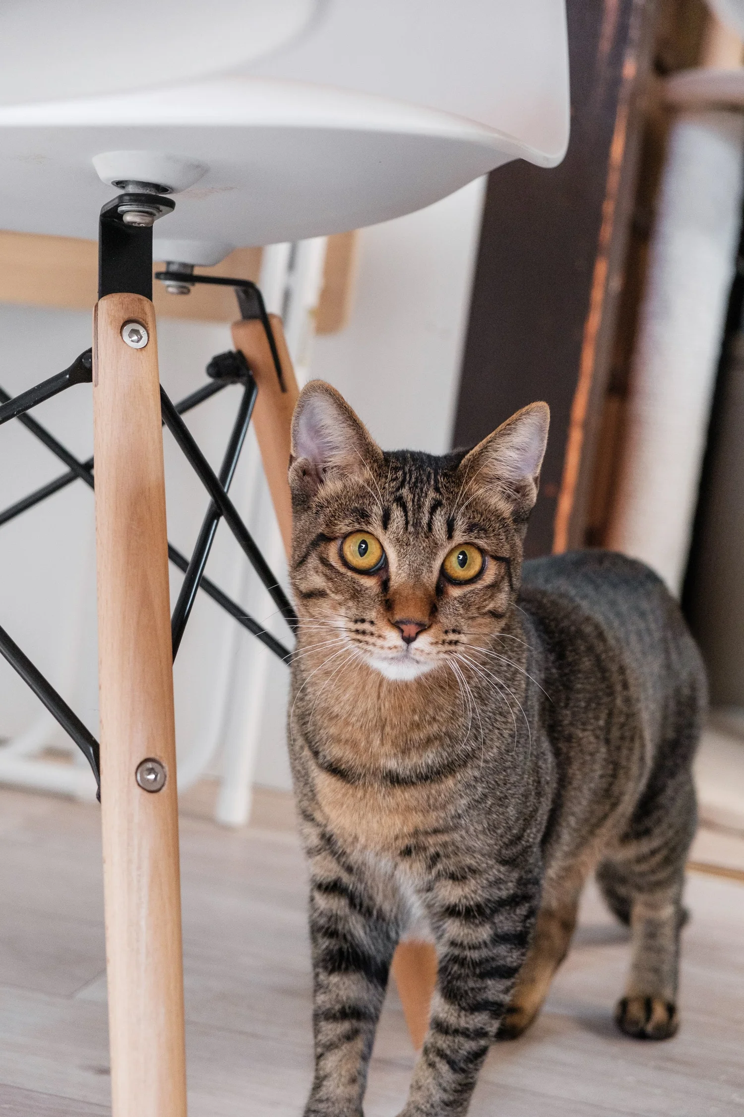 A tabby rescue cat looking up at the camera