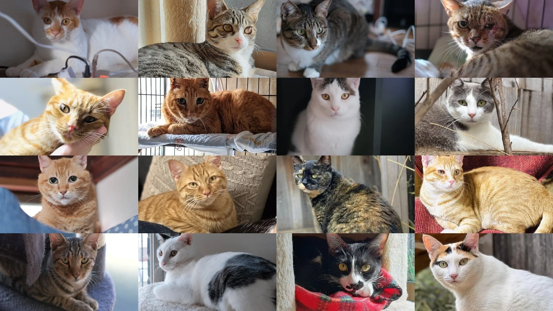 Donate to Japan Cat Network — Japan Cat Network International