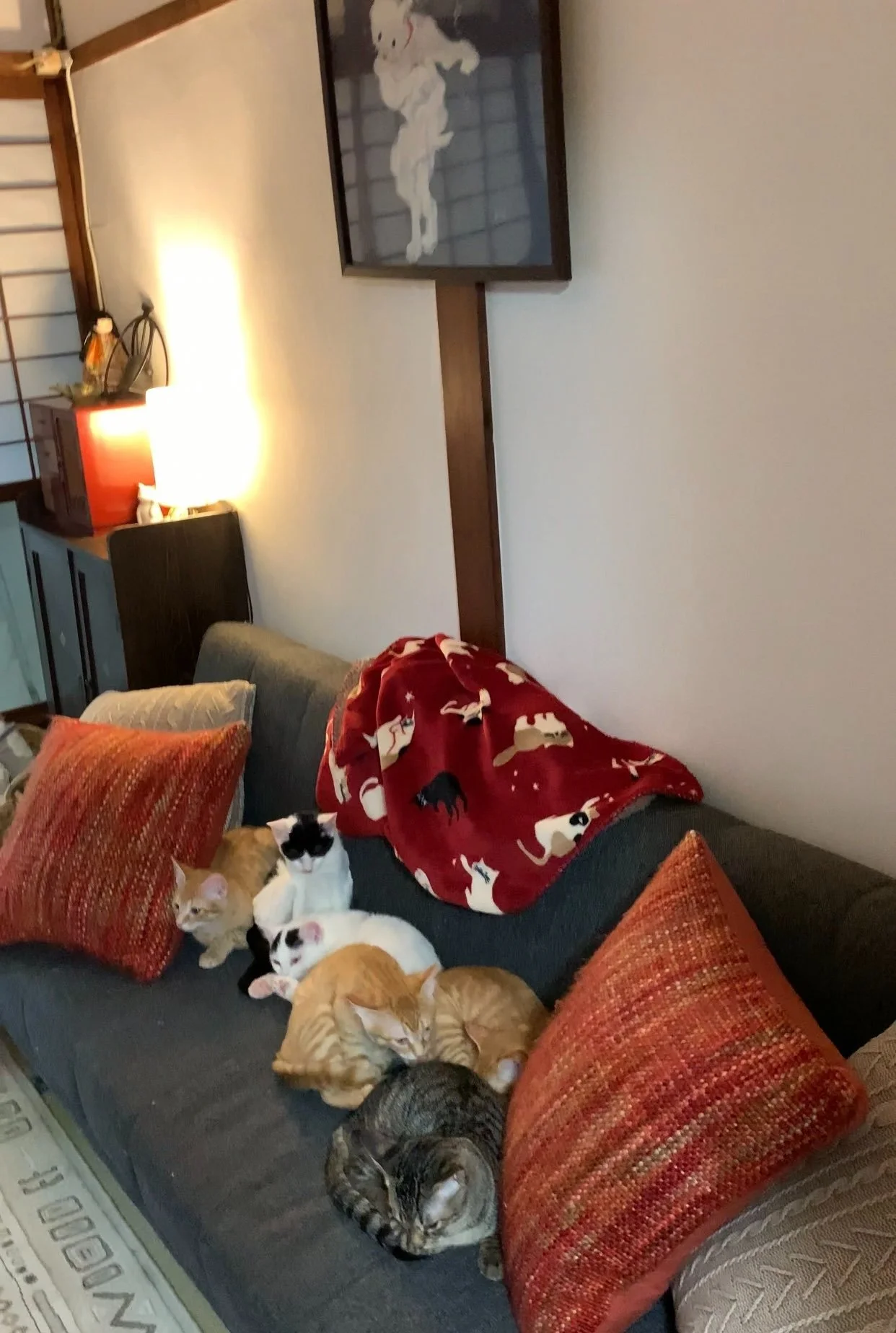 Japan Cat Network International