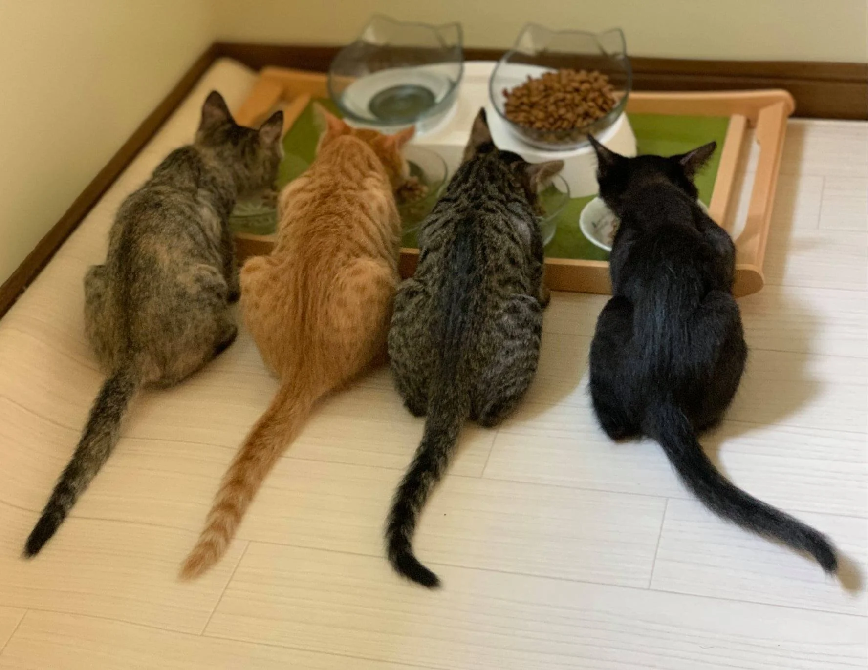 policosanol (triacontanol) supplier policosanol (triacontanol) supplier