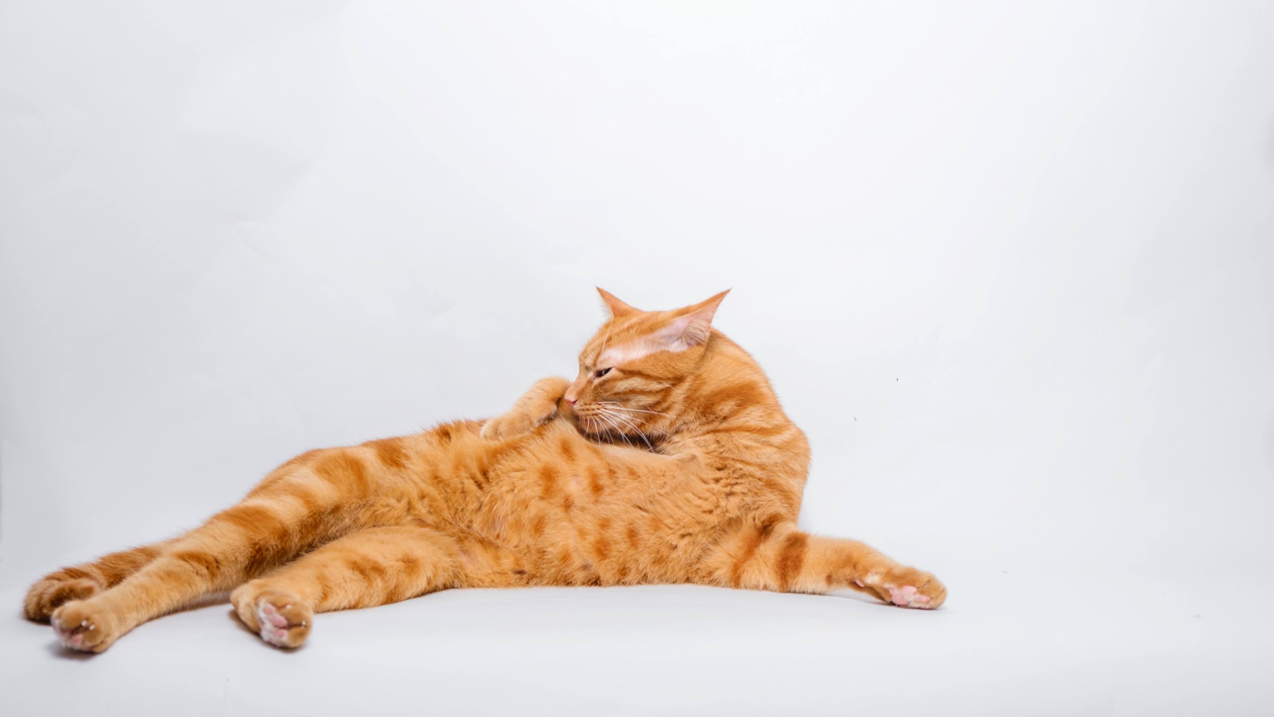 cat lying down posing