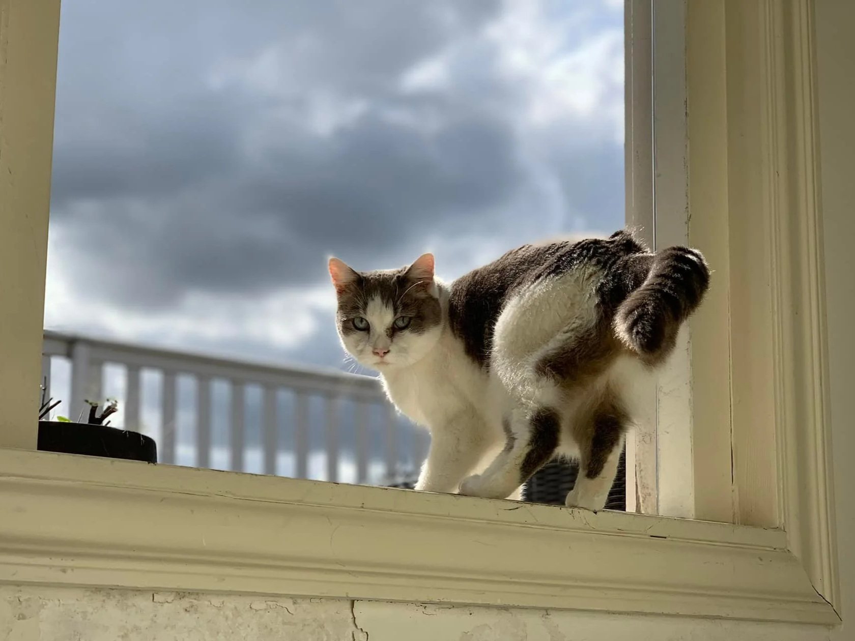 When Your Cat Is An Escape Artist