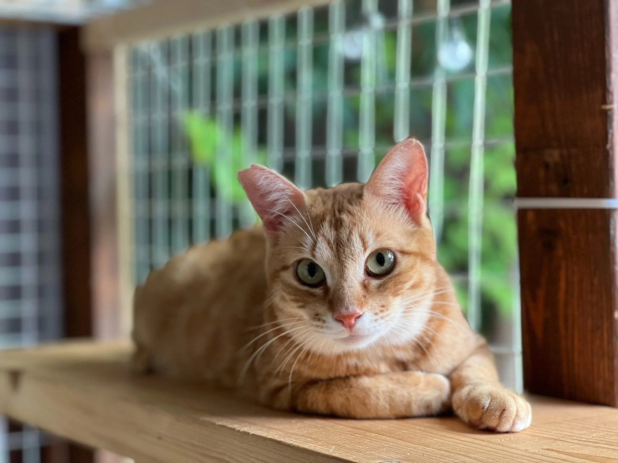 Japan Cat Network International