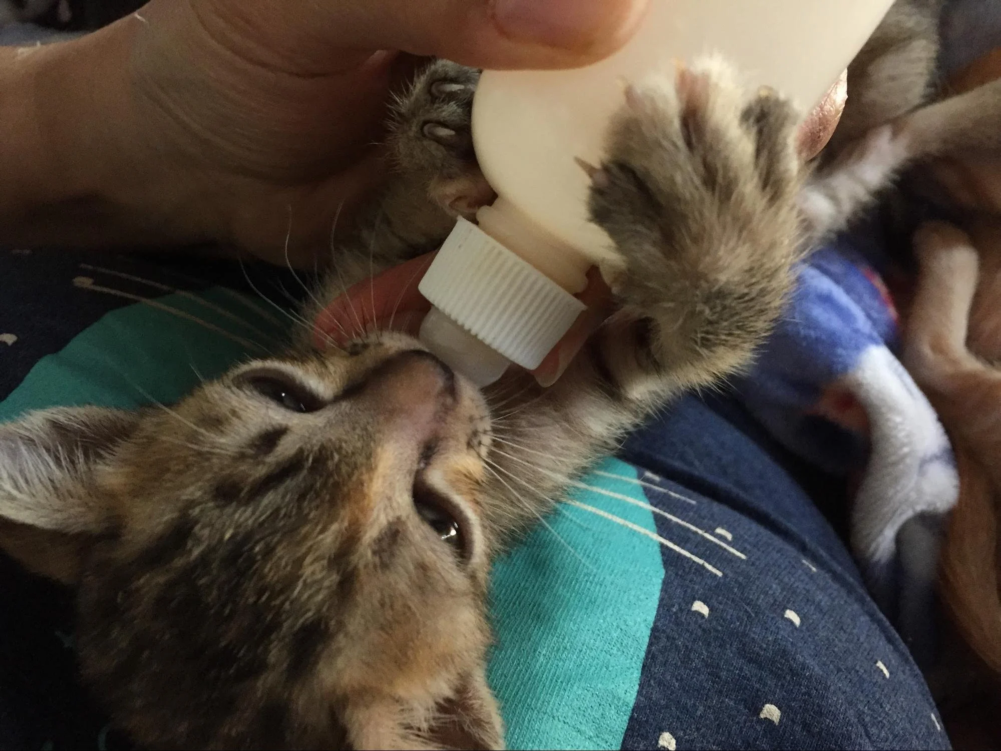 feeding kitten from a bottle