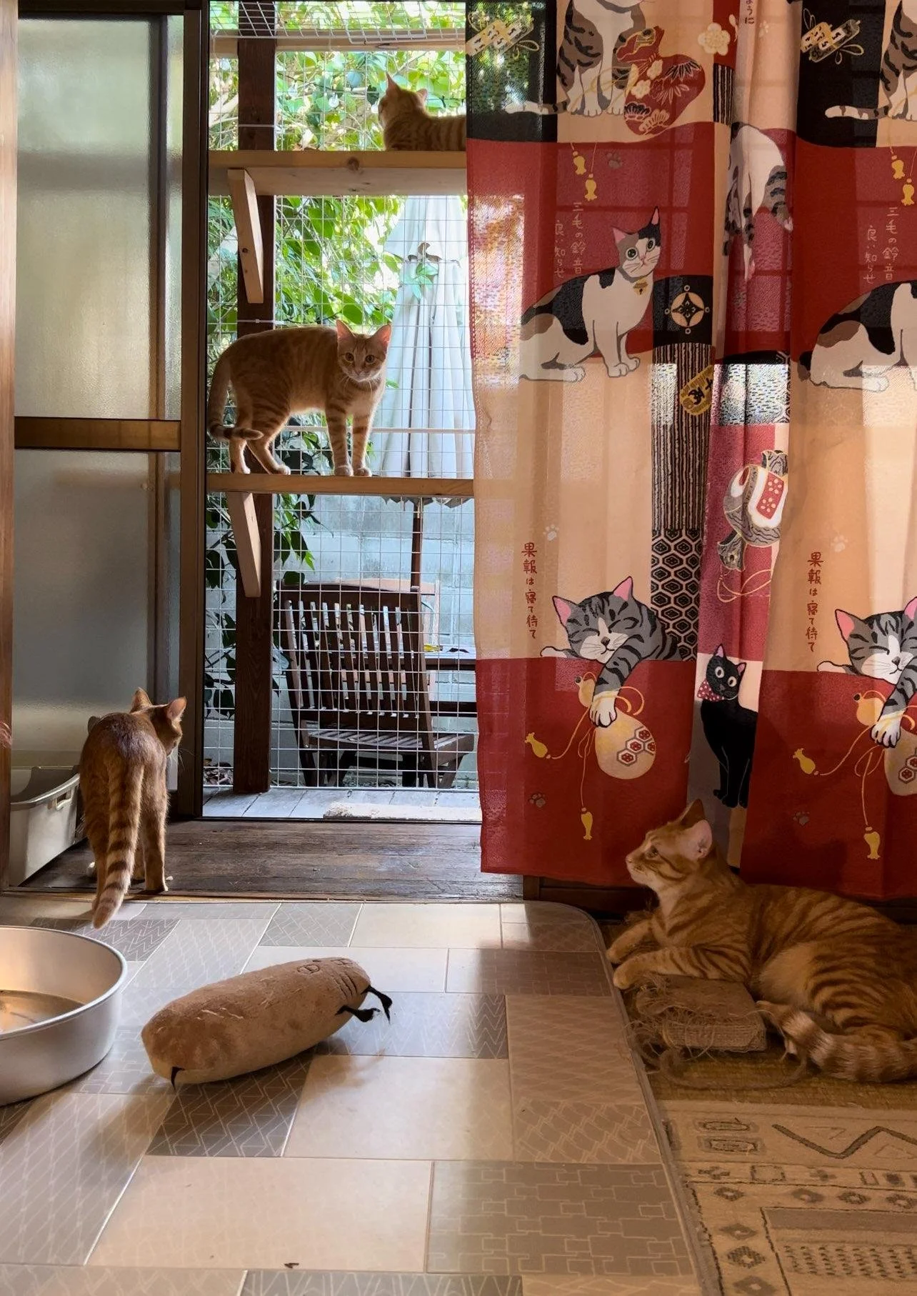 Japan Cat Network International