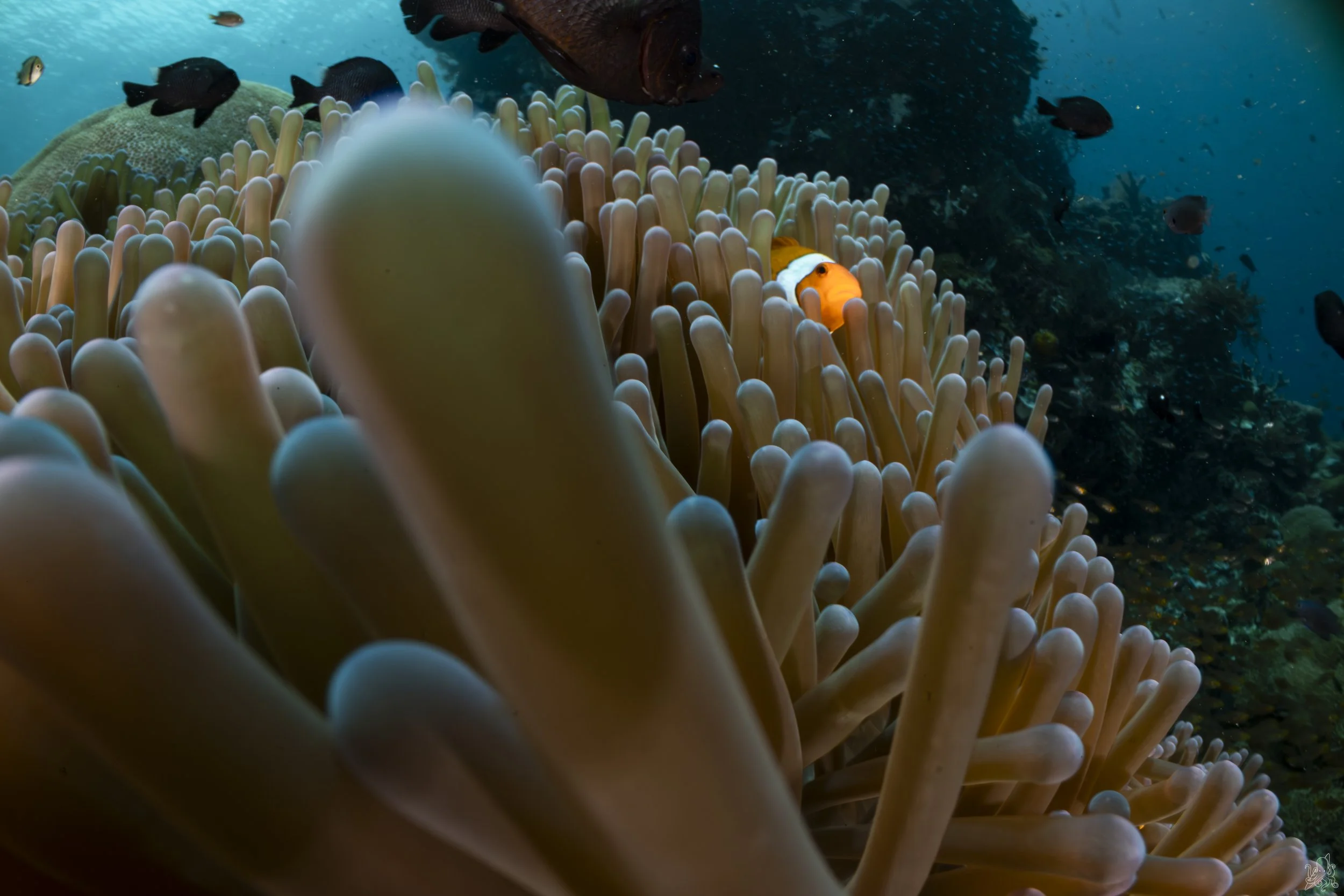 "Welcome home ", Raja Ampat, Indonesia. 2026.