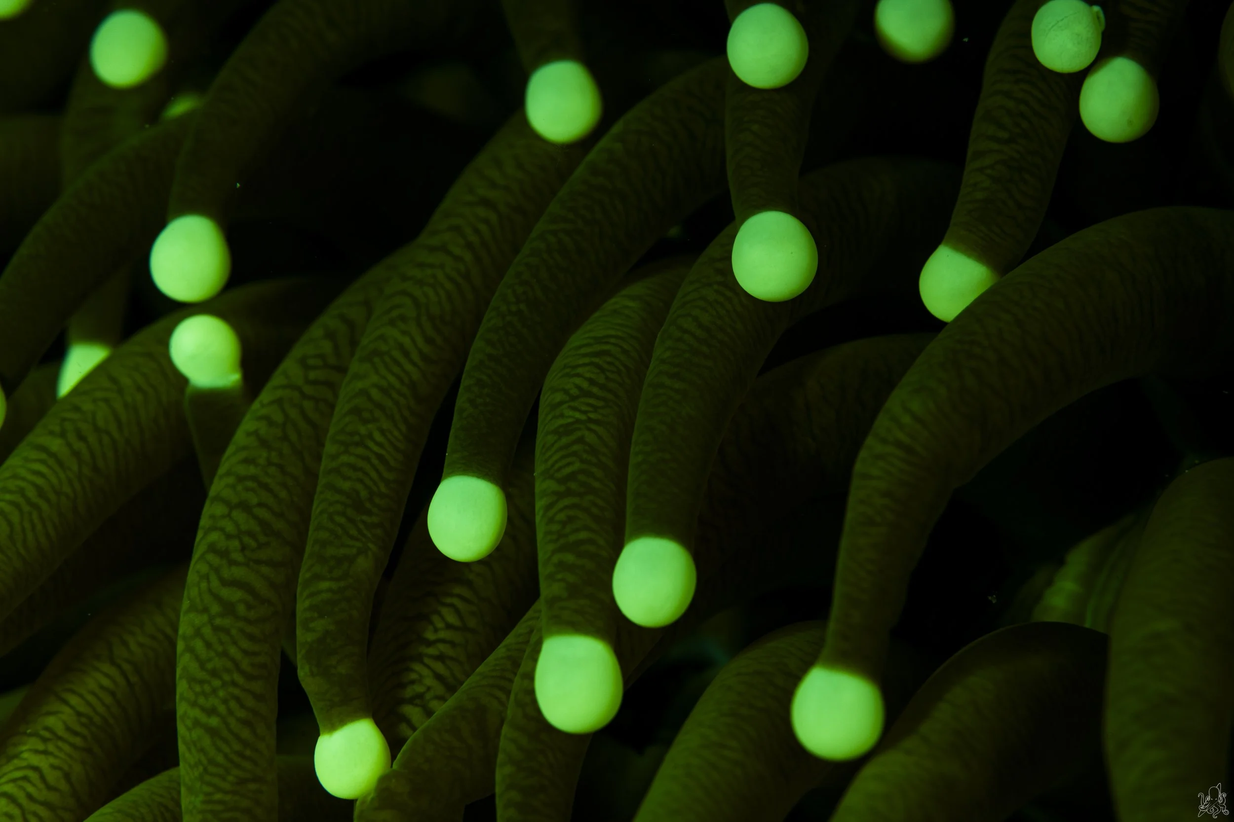 "Neon lights ", Raja Ampat, Indonesia. 2026.