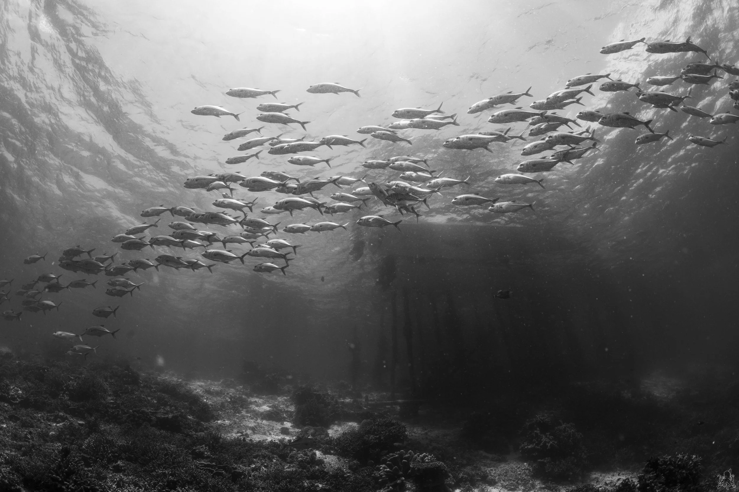 "Pier with a view ", Raja Ampat, Indonesia. 2026.