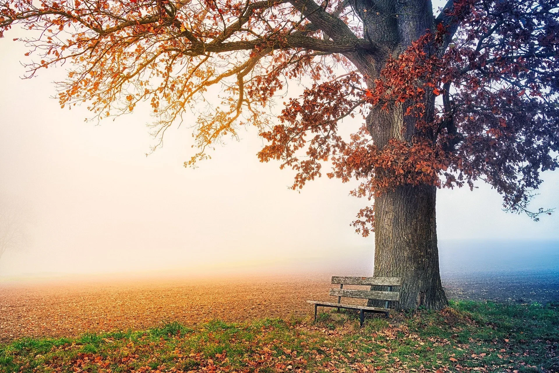 A large tree with autumn-colored leaves next to a wooden park bench under the branches, on a foggy day.