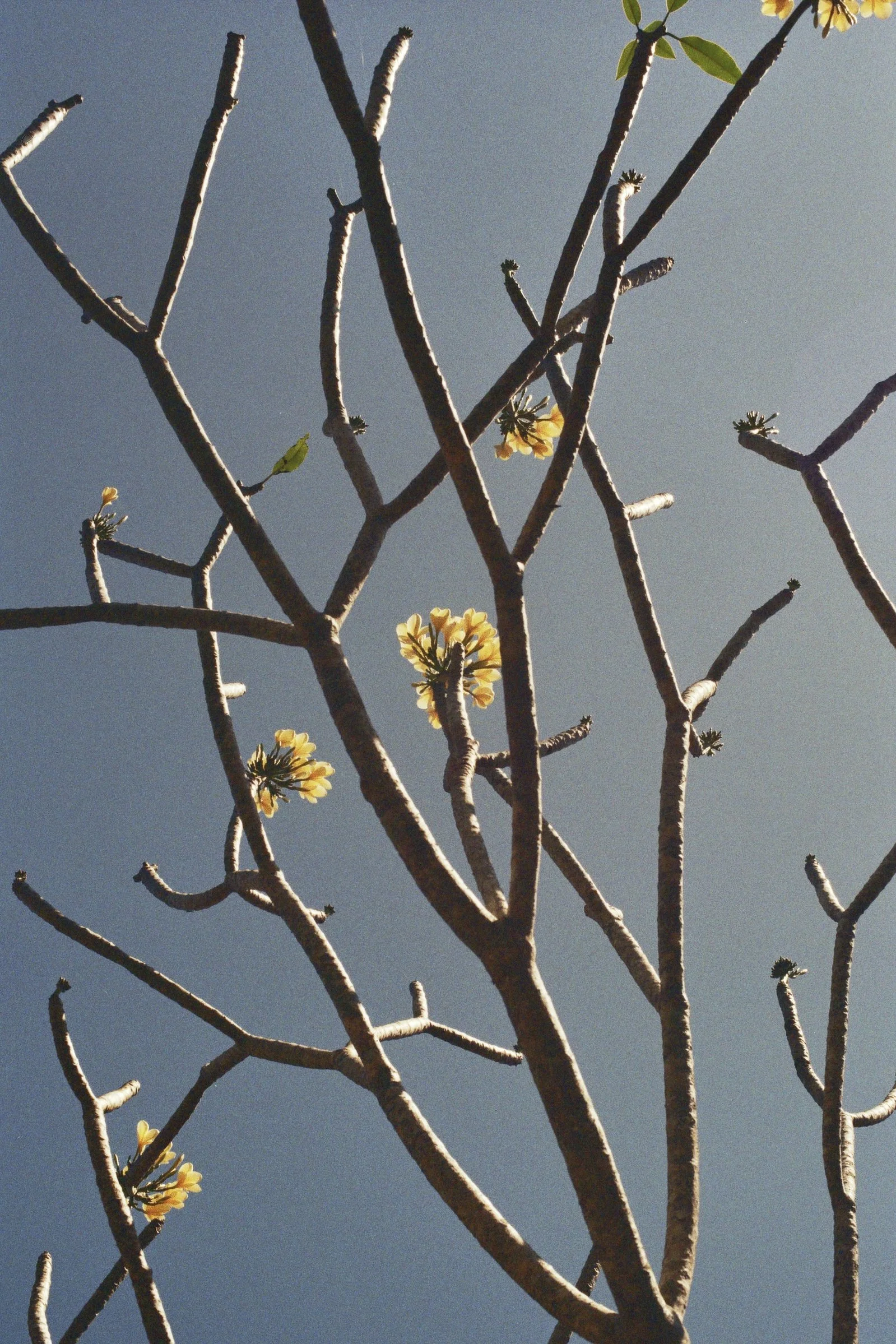 21A_00050.jpg