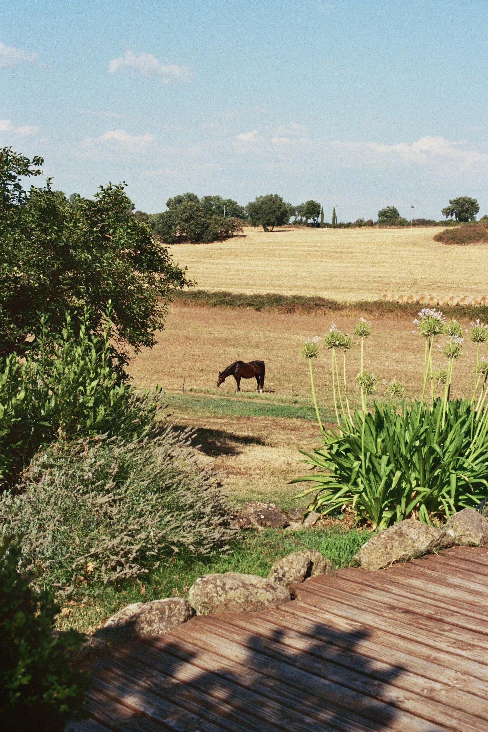 IMG_6486.jpg