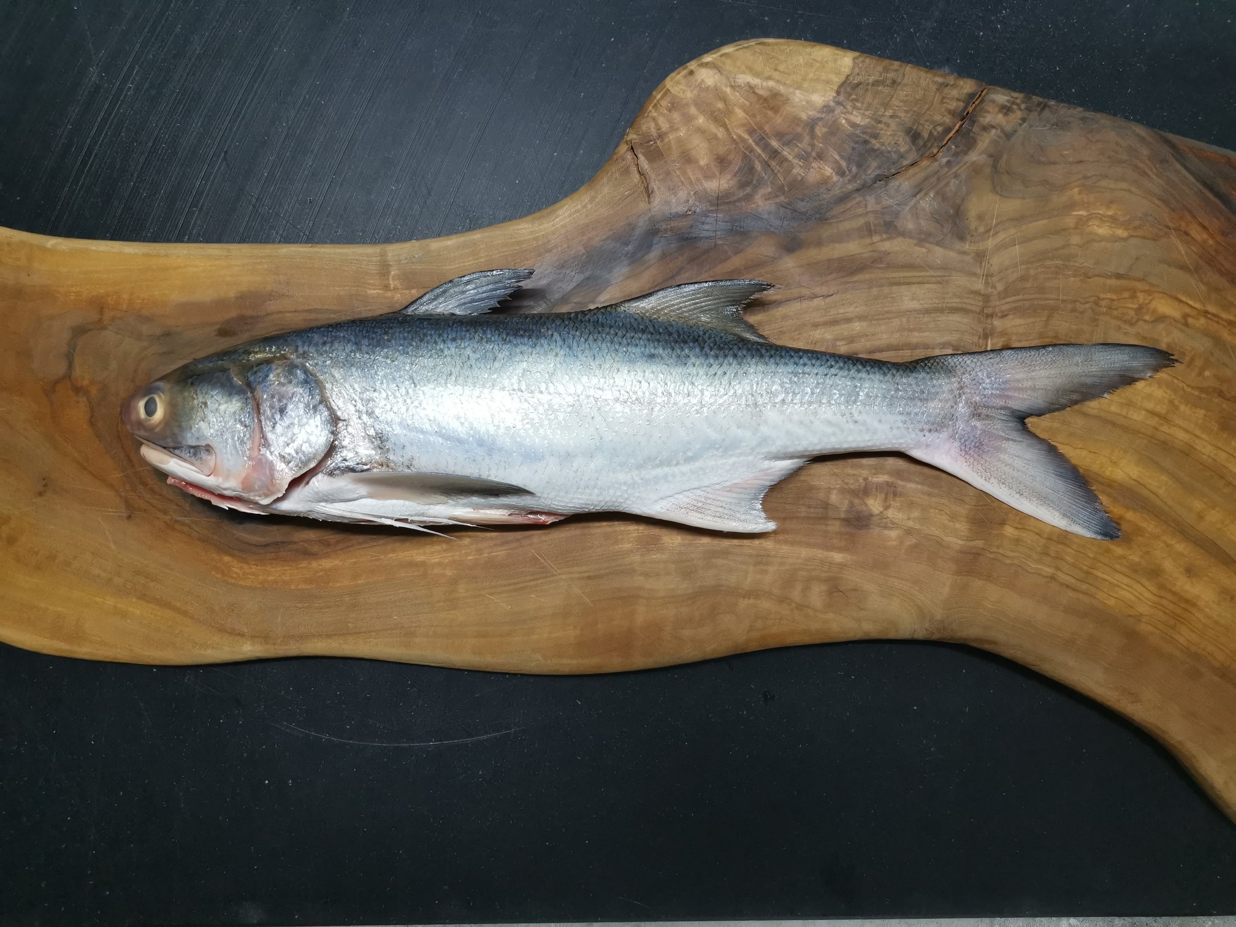 Four Finger Threadfin 600/800g ' — Port65