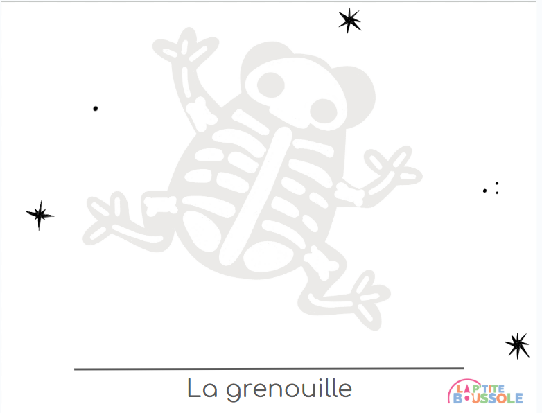 association squelette 6.png