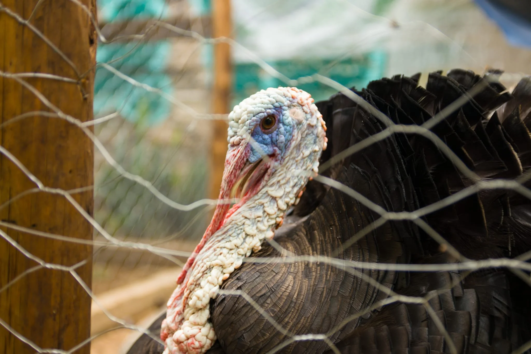 A turkey behind a wire fence, showing its head and part of its body. The turkey has textured white and blue skin on its head and a large dark tail. The background appears to be an outdoor setting with wooden posts and blurry elements.