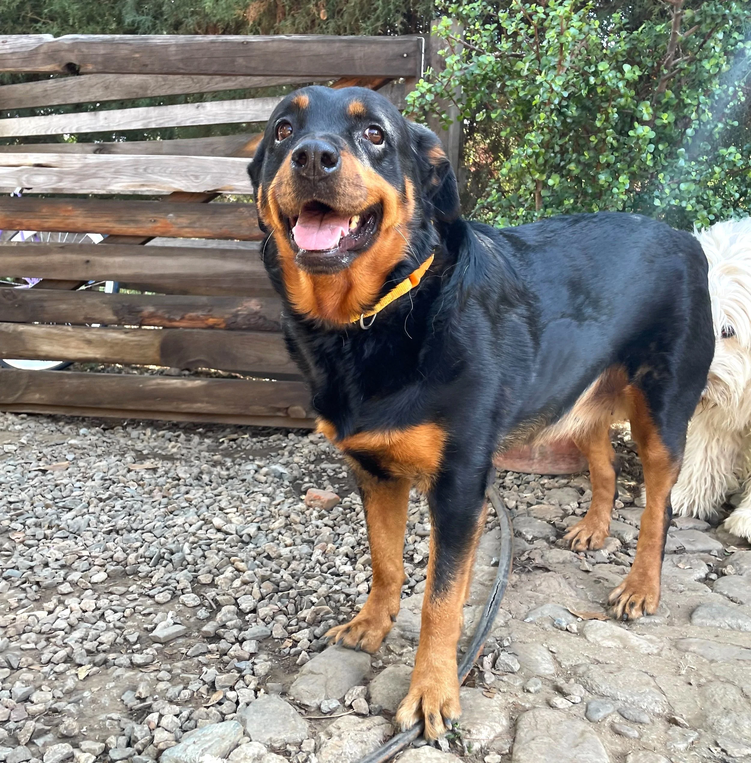 Happy rotweiler in the backyard with cobblestone floorinig