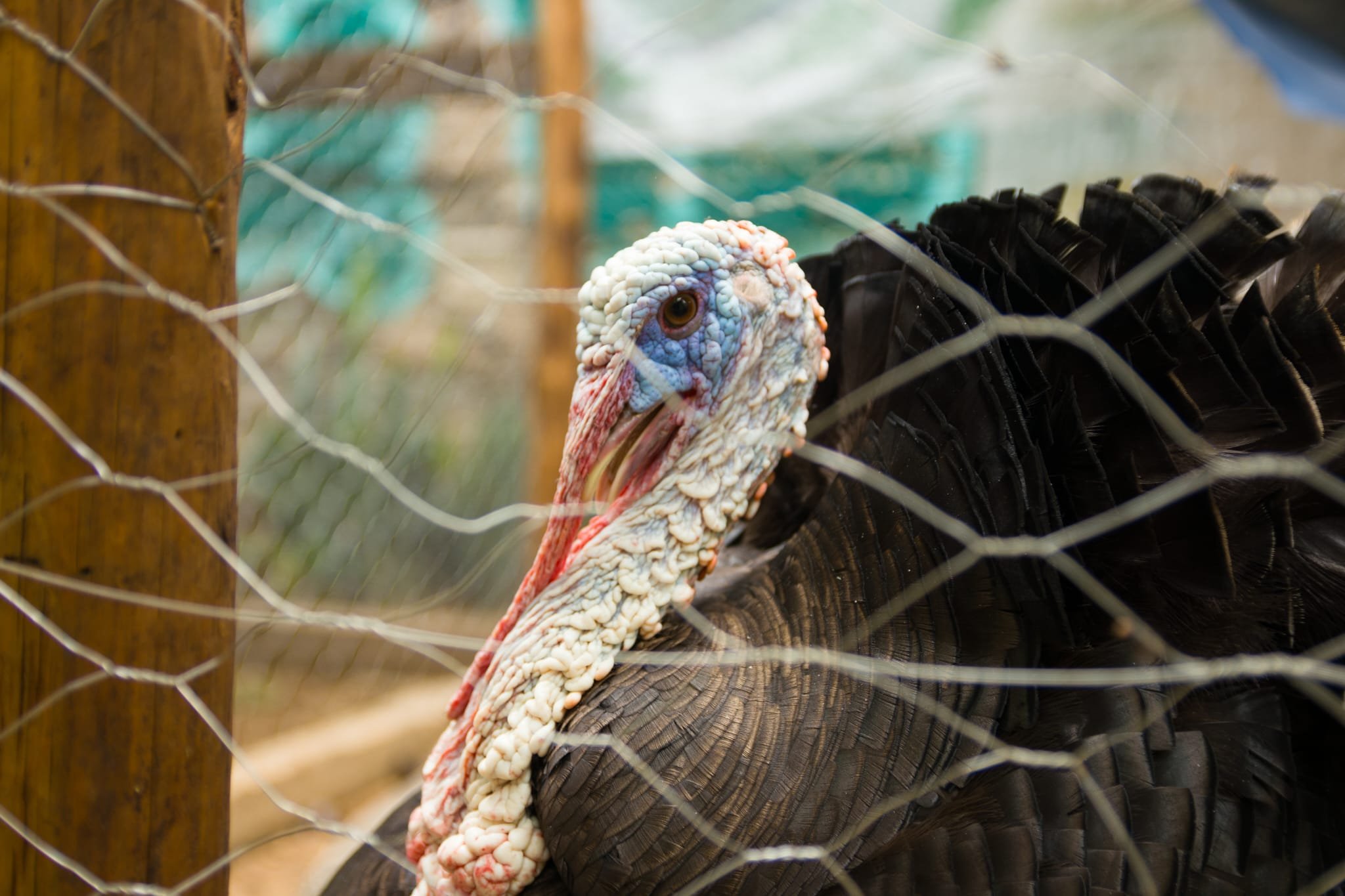 oaxaca local turkey