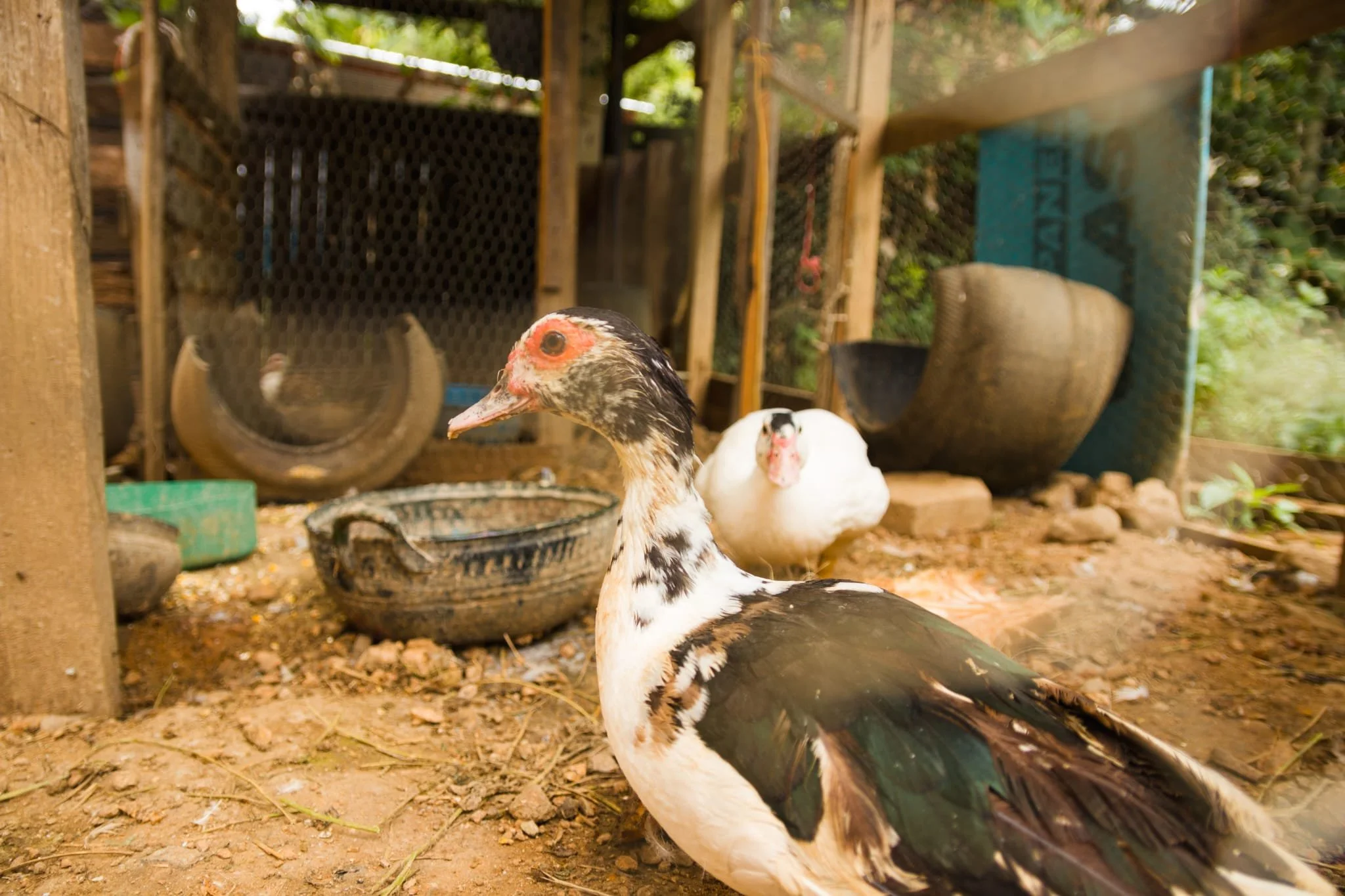 Two ducks in a wooden outdoor enclosure with a dirt floor, surrounded by various nesting boxes and objects for ducks, with green foliage in the background.
