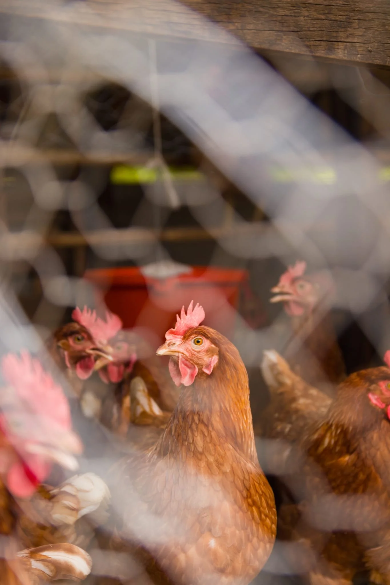 happy chickens on the garden