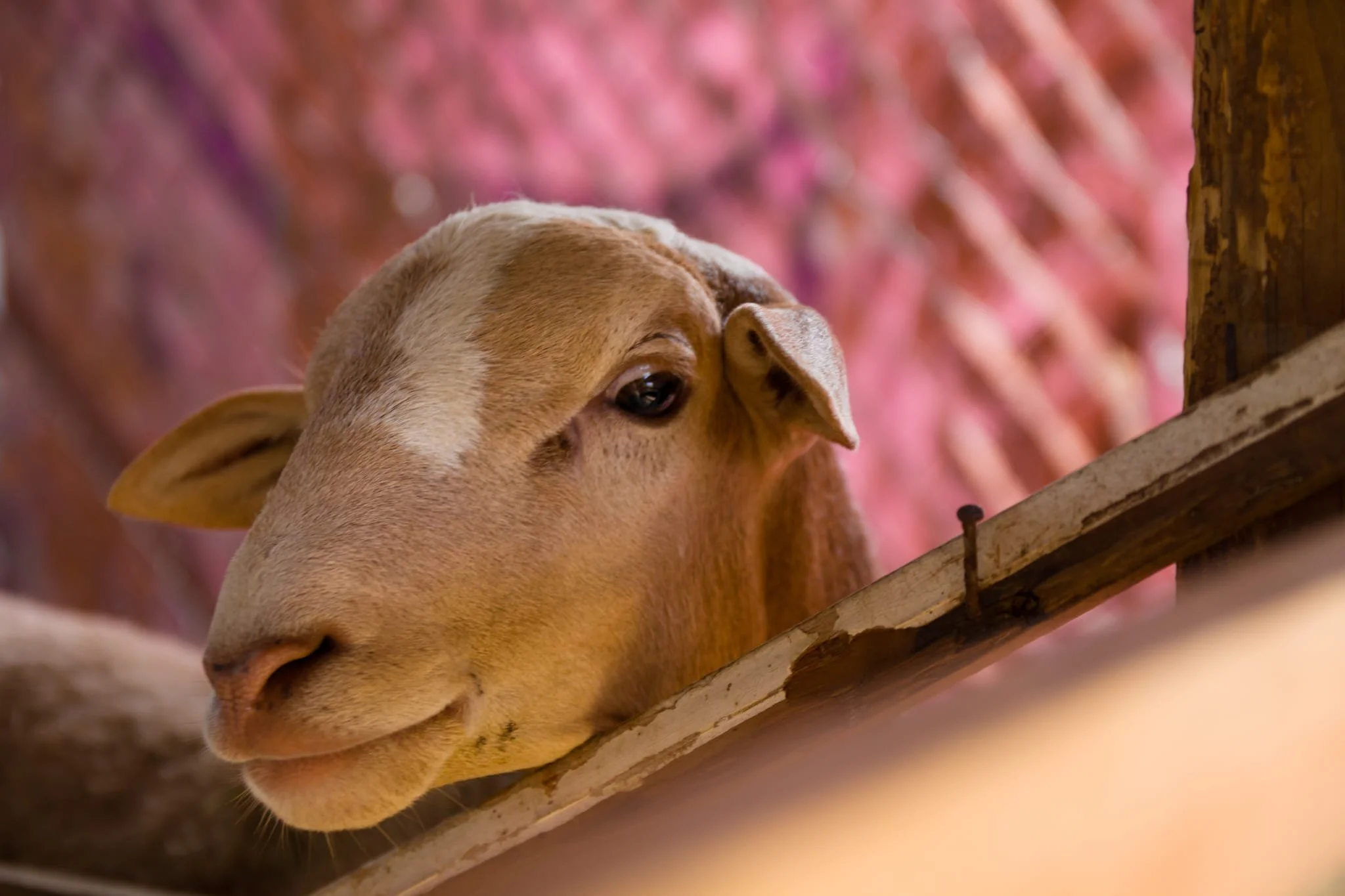 oaxaca farm with goats