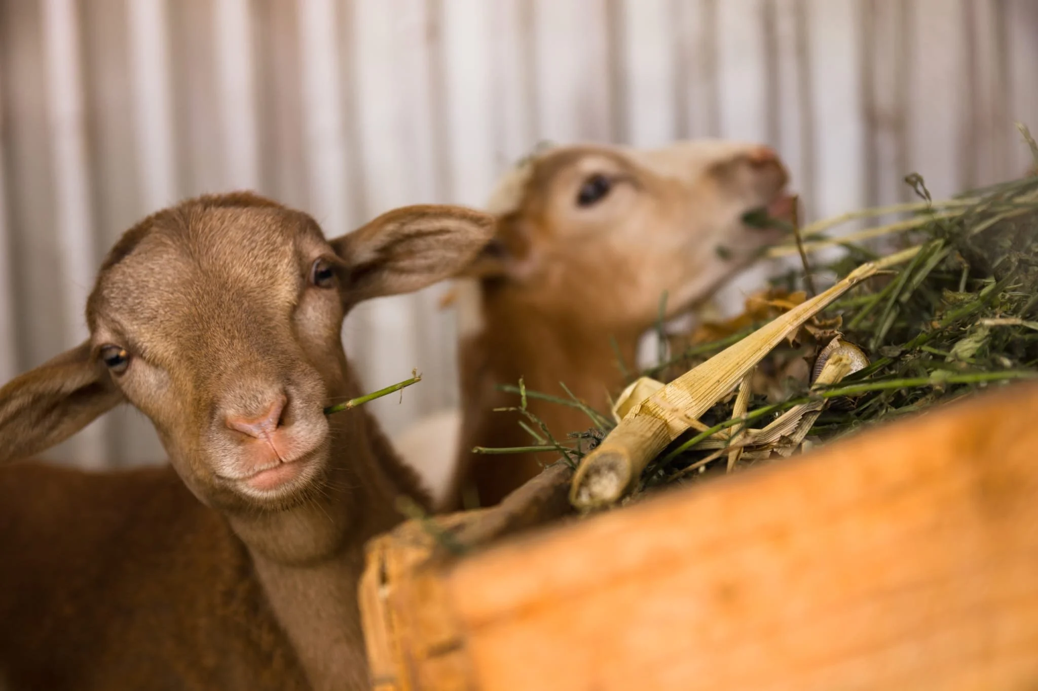 friendly goats  for kids to pet