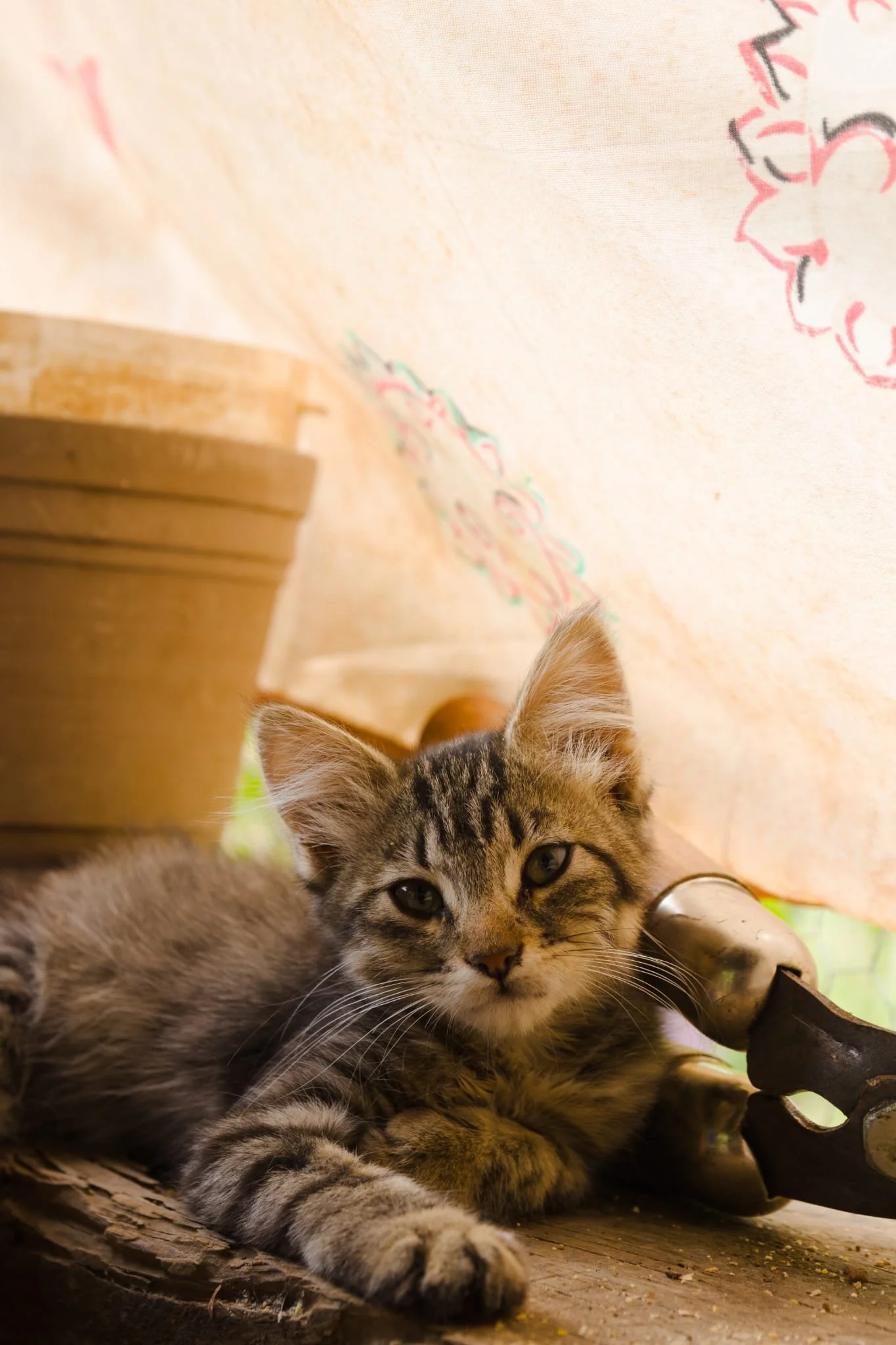A young tabby kitten lying on a wooden surface, with an orange and cream patterned fabric overhead and a pair of black shoes nearby.