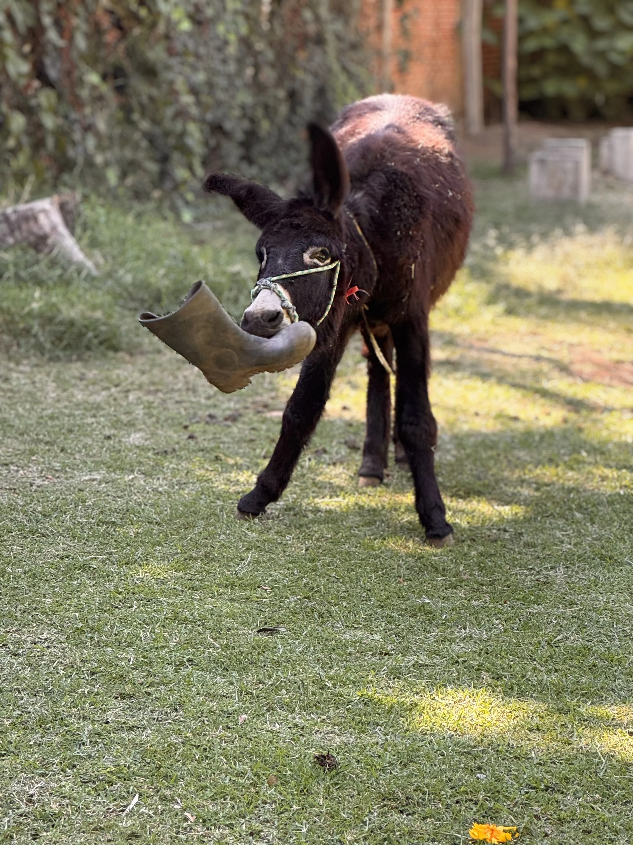 A young donkey with black fur and large ears stands on green grass, holding a large stick or piece of wood in its mouth. There is a small yellow flower on the grass in the foreground, and a background of trees, bushes, and a brick wall.