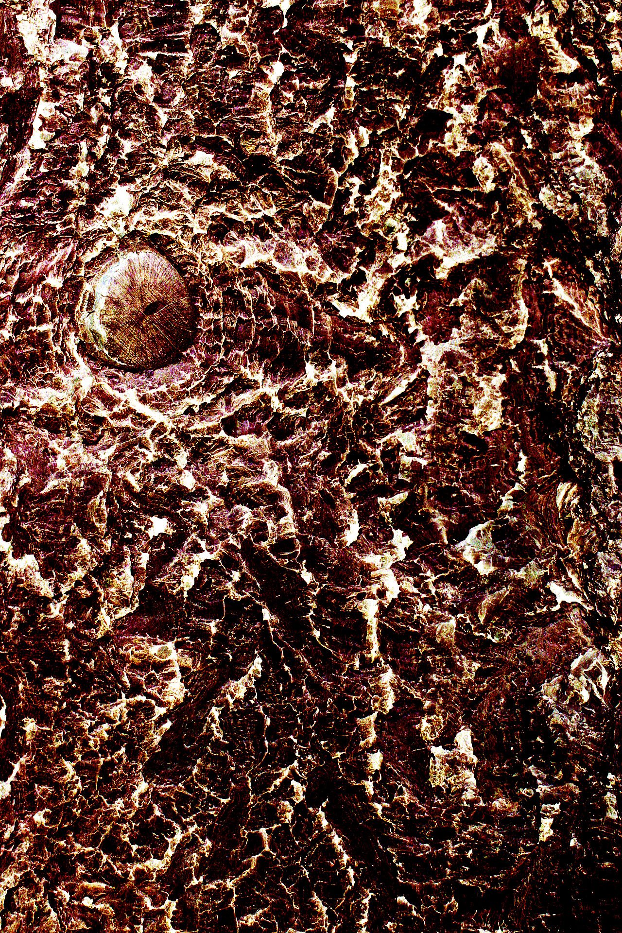 "Physis" - Photograph won the "Student Scottish Nature Photography Award 2022"