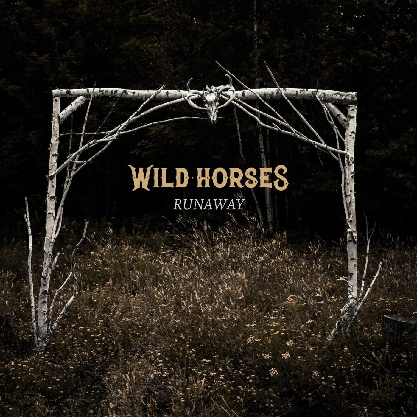 WILD HORSES Wild horses