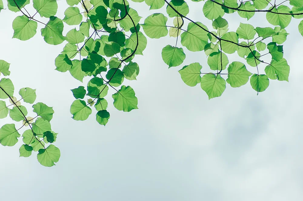 Naturopathy