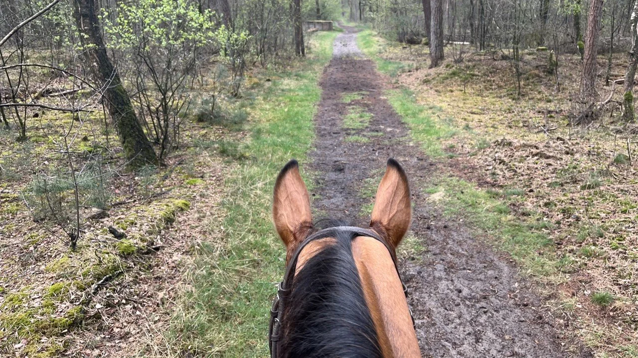 Vacature bestuurslid Stichting Paard Verbindt