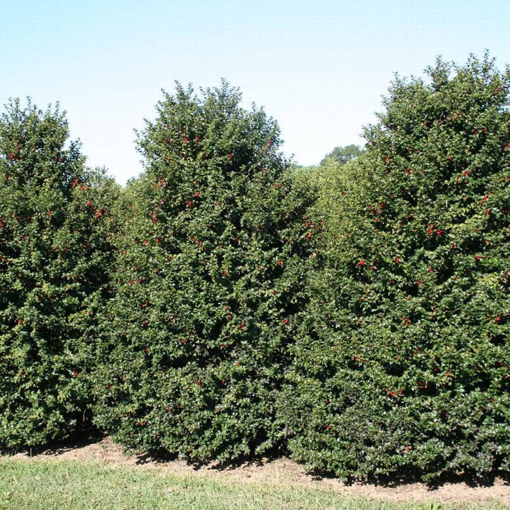 Discover Evergreen Elegance Top Small Trees & Shrubs for Asheville