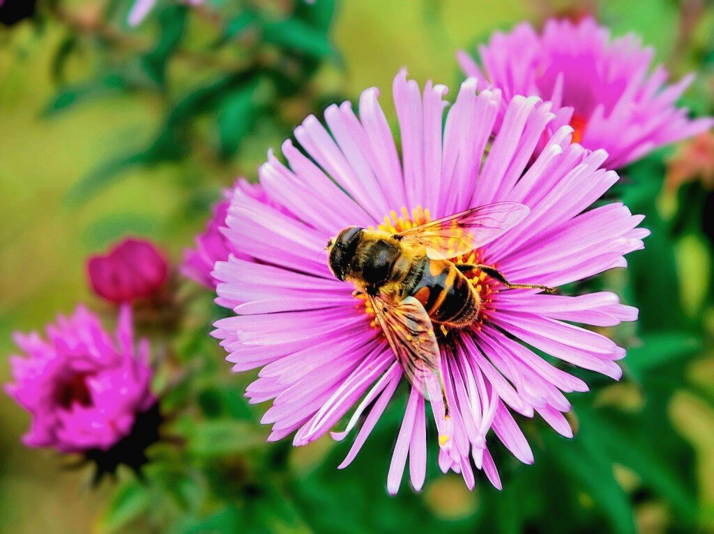 The Importance of Pollinators — Snow Creek Landscaping