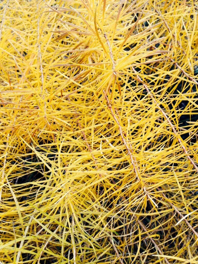 Bluestar β Amsonia hubrictii