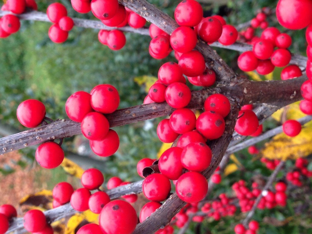 Winterberry Holly β Ilex verticillata