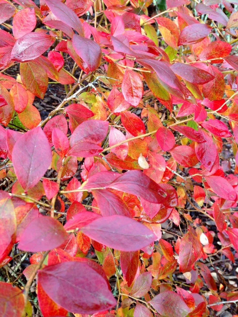 Blueberry β Vaccinium corybosum