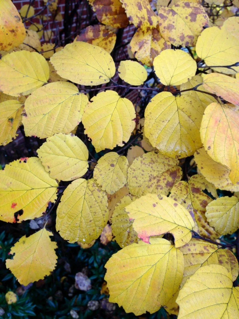 Witchhazel β Hammamelis orientalis