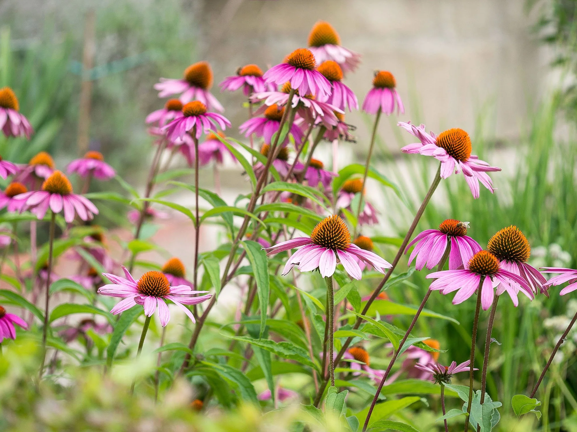 Top Perennials That Thrive in Western North Carolina