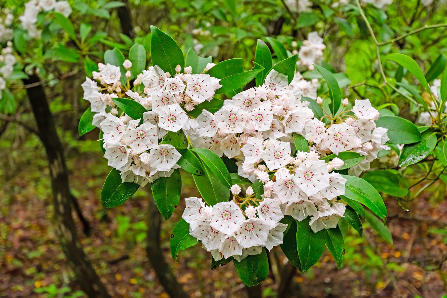 The Best Low-Maintenance Plants for Busy Homeowners in Western North Carolina